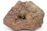 Rare Proetid (Tropidocoryph) Trilobite With Prepared Microfossils #213420-2